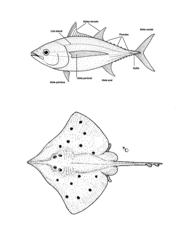 Dipturus Innominatus (New Zealand Smooth Skate) Coloring Page